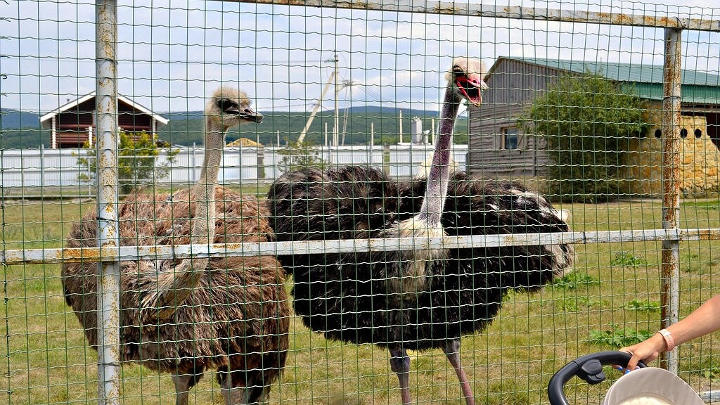 Лемуры кричат, страус обхаживает самку. В Новороссийском зоопарке наступила весна