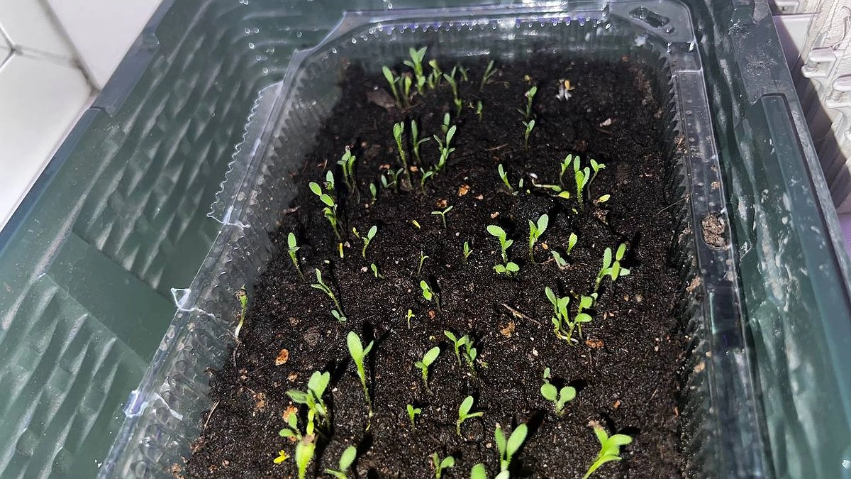 Почему у бабушек рассада росла без проблем, а у нас вытягивается: 3 реальные причины без мифов