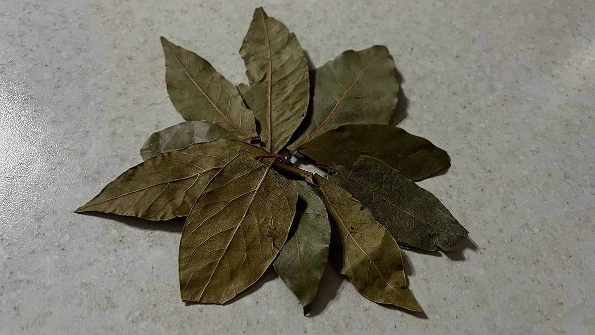 Зажгите лавровый лист в квартире - лишь единицы знают, для чего это на самом деле нужно