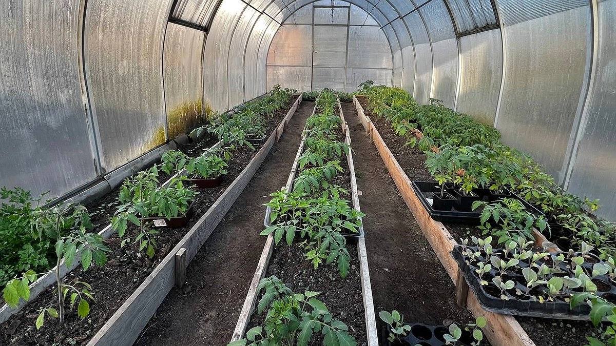 После пикировки рассада только этого и хочет: 5 капель на 1 литр — и корни станут мощными, а стебли — крепкими