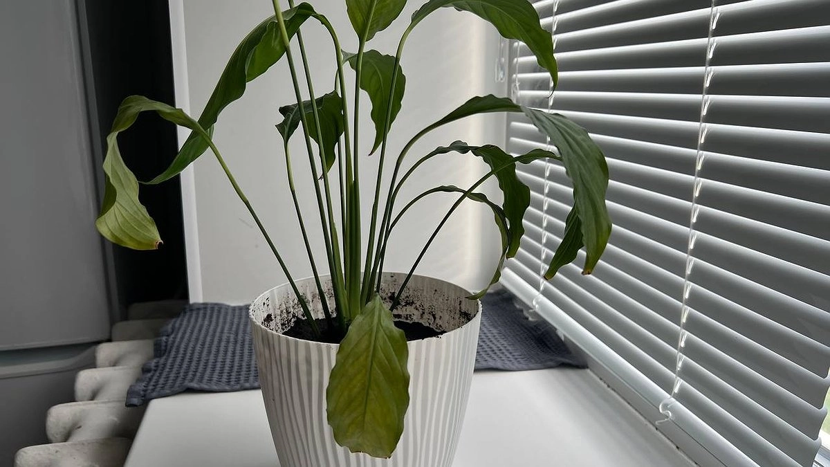 Листья сворачиваются и желтеют у «Женского счастья»: как быстро спасти цветок