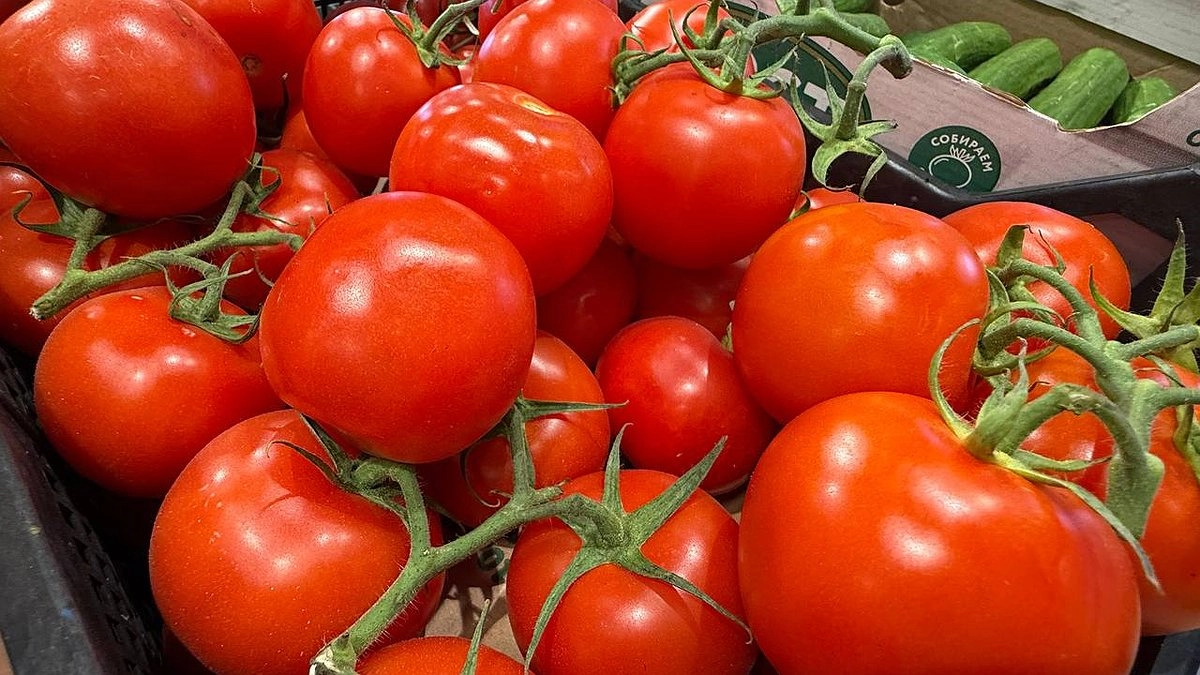 Кормлю помидоры содой и уже 4 года собираю шикарный урожай: по 11-13 кг томатов с кустика