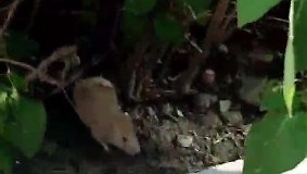 Новороссийцы нашли на улице верную крысу-Хатико