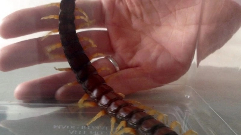 Пригорода Новороссийска наводнили сколопендры