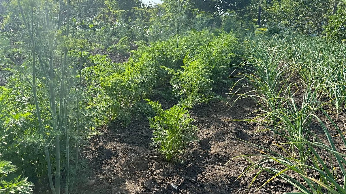 Главная картинка новости: В июне морковь только этого и ждет: 1 стакан на 10 л – и красивый, крупный, ровный урожай гарантирован: давно забыли об "уродцах"