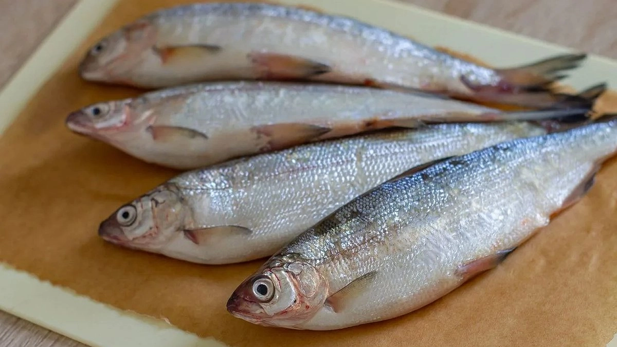 Рыбный рекордсмен: ученые нашли нового лидера по содержанию омега-3