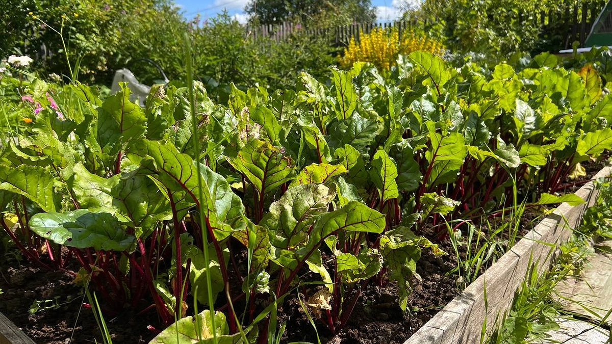 Земля скажет спасибо: 3 сидерата, которые заменят удобрения и оздоровят грядку