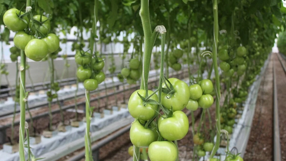 Главная картинка новости: Добавьте к корням томатов этот порошок в июле – урожай будет таким обильным, что придётся угощать соседей