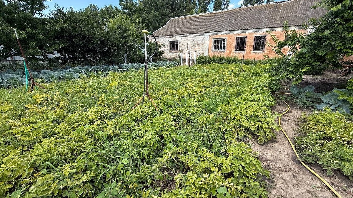 Главная картинка новости: Забудьте про горчицу. Этот сидерат взрыхлит вашу почву так, как не справятся десятки червей