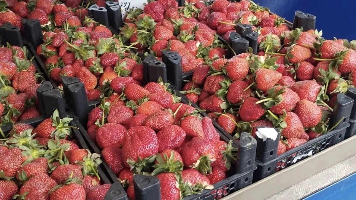Кубанская клубника подорожает до 50%: когда ждать первую ягоду и сколько она будет стоить