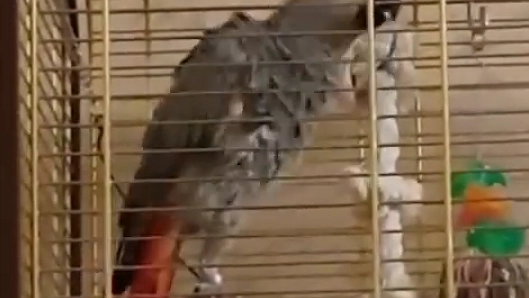 Главная картинка новости: В сети вышла новая песня от попугая Жанны из Абрау-Дюрсо. Видео