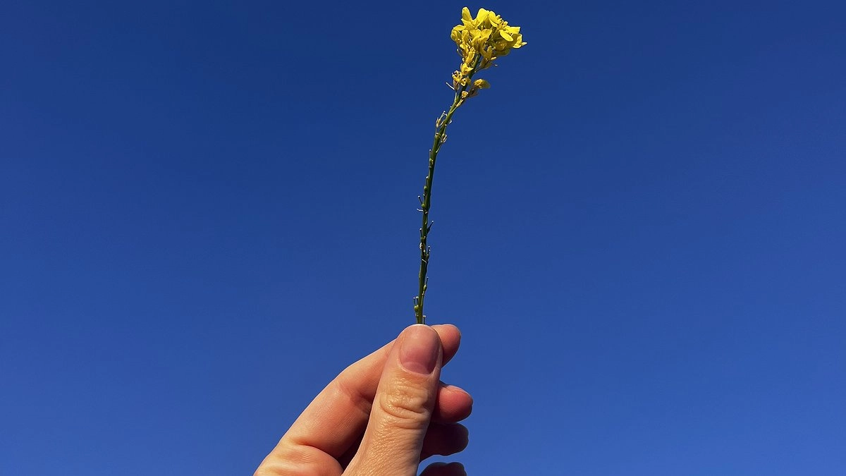 Главная картинка новости: «Скоро будет тепло»: народные приметы на 3 апреля 2025 года - день Кирилла Катаника