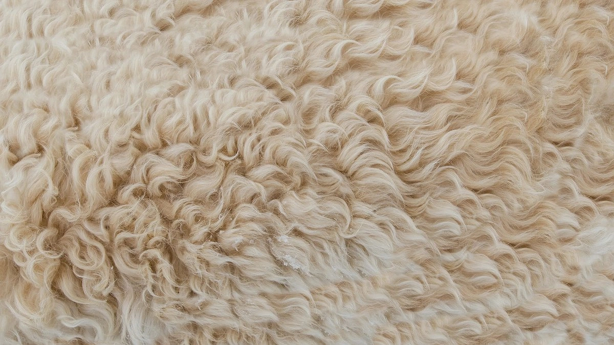 От стрижки до чесалки: пошаговая инструкция, чтобы грубая овечья шерсть стала нежной и шелковистой.