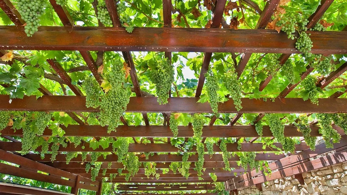 Главная картинка новости: Правильная обработка винограда – залог здоровья лозы и обильного урожая: пошаговая инструкция