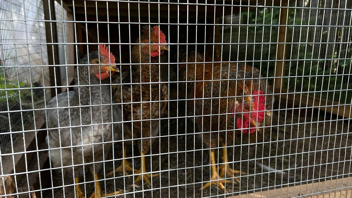 Вертячка у кур: почему нет спасения от этой болезни и как защитить поголовье