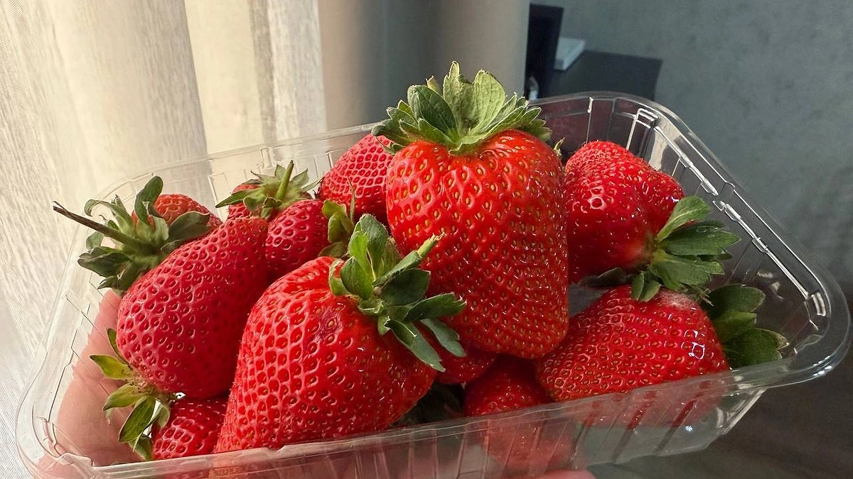 Финское клубничное рабство: как я решилась поехать на сбор клубники в Европу - искренний отзыв туриста