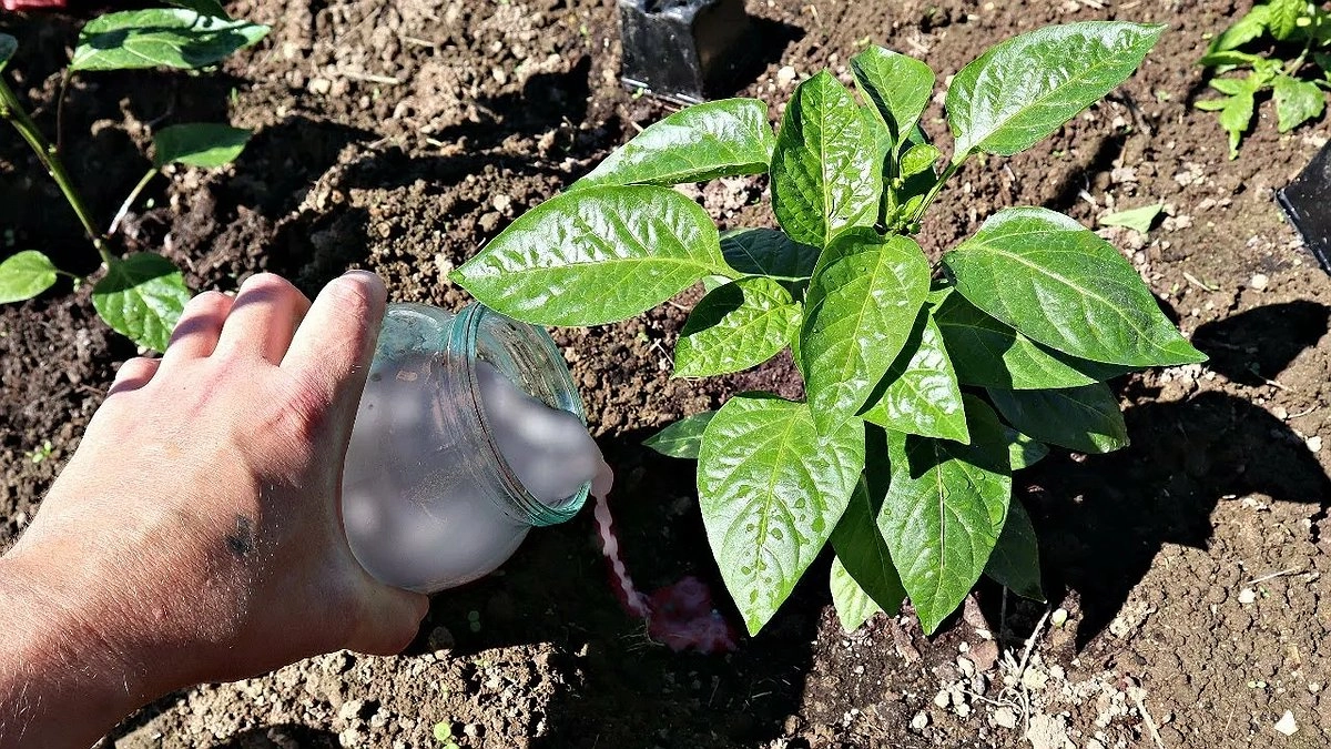 Ни в коем случае не подкармливайте перец этим в июне — иначе останетесь без урожая