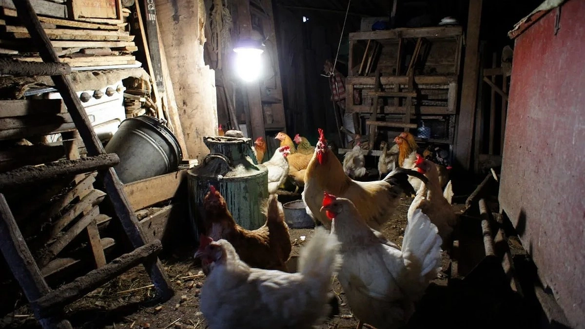 Главная картинка новости: Курятники под строгим запретом: принято строжайшее решение для всех россиян, у которых есть куры на даче или участке