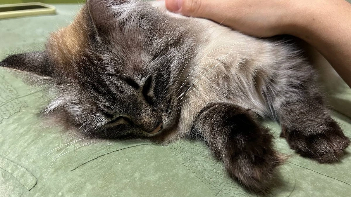 Неожиданная причина, по которой коты любят мужчин больше, чем женщин