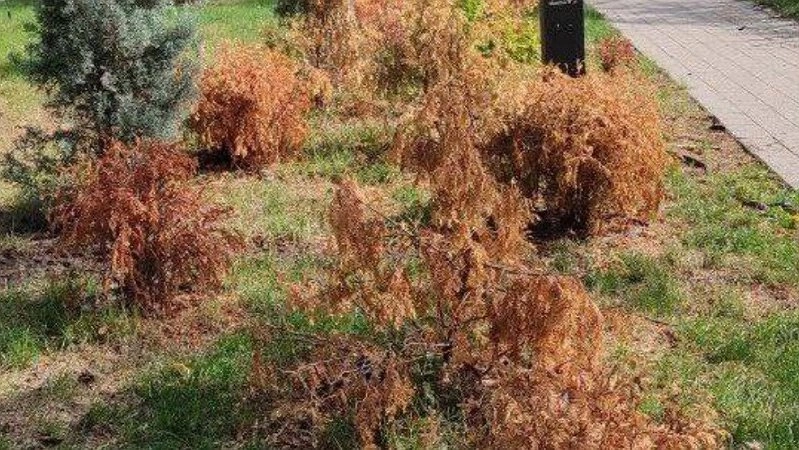 В Новороссийске планируют восстановление поврежденных деревьев в парке имени Фрунзе