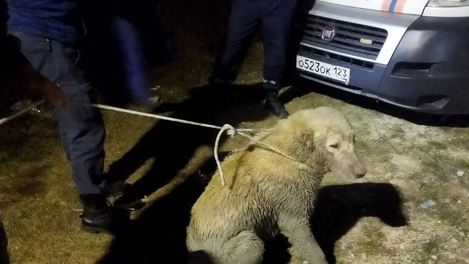 Спасатели Новороссийска вытащили кавказскую овчарку из колодца