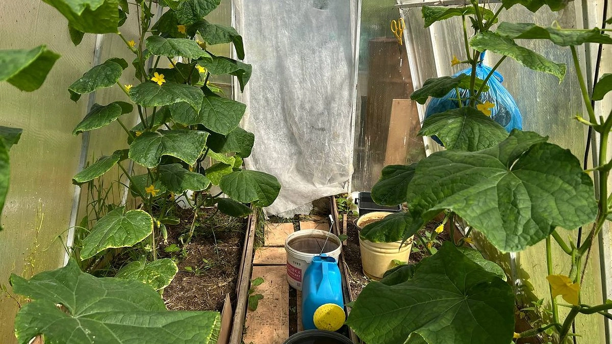 Листья — шапка, а огурчиков — капля: перевоспитываем жирующие растения