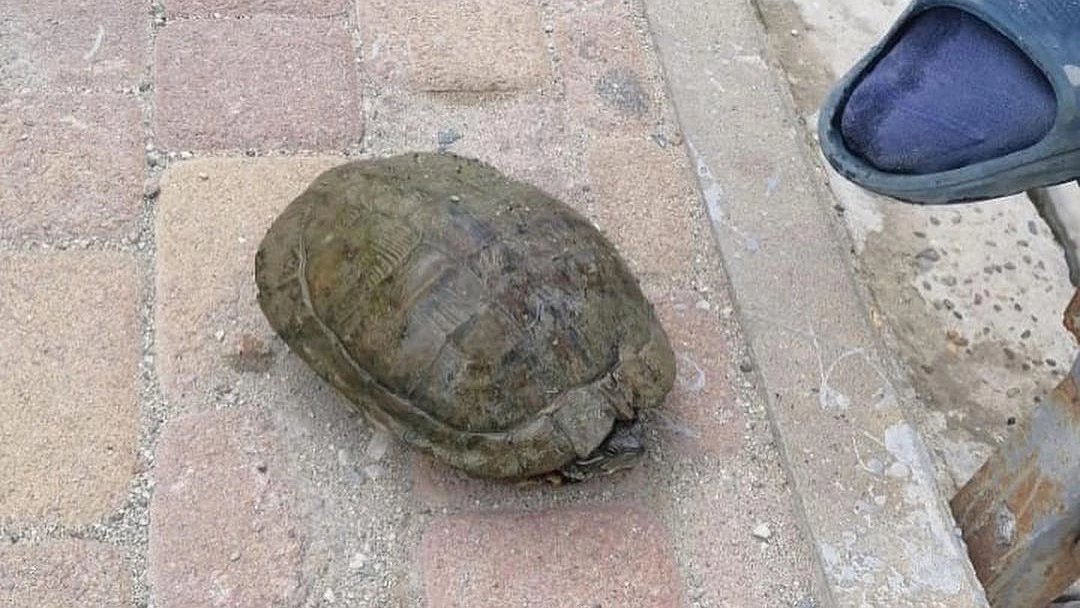 В Новороссийске в ливневке среди мусора нашли черепаху