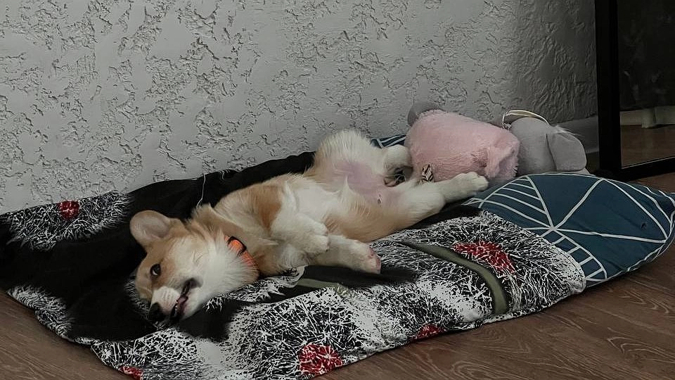 Не портят ремонт и не пахнут псиной: лучшие породы собак для квартиры