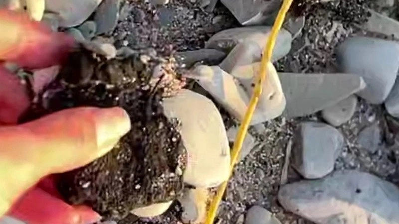 Главная картинка новости: В Новороссийске продолжается спасение замазученных птиц после разлива мазута