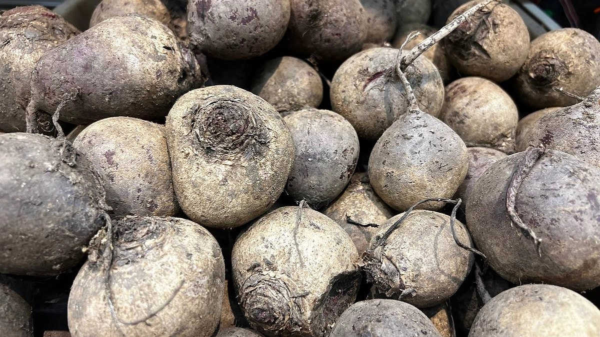 Главная картинка новости: Свекла молит золы: чем подкормить в июле и августе, чтобы выросла она большая-пребольшая