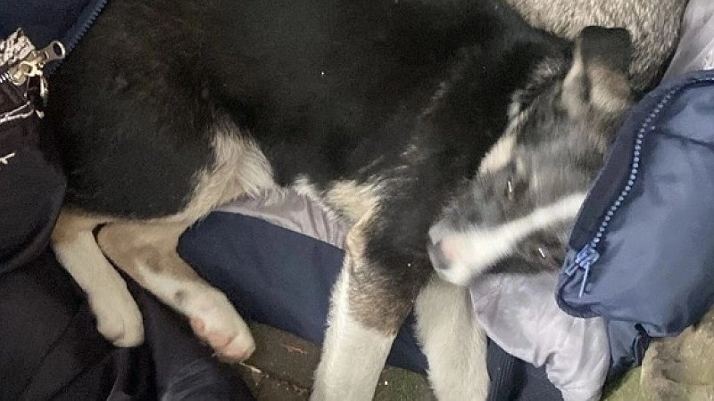 Доброта детей: трогательная история о щенках и учениках Новороссийска