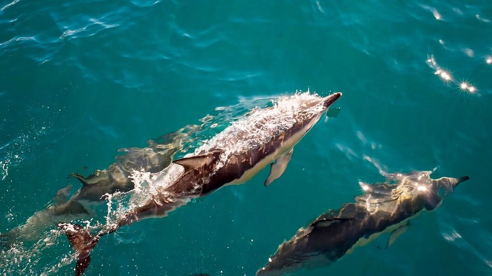 Более 130 дельфинов погибли на побережье Кубани с начала весны