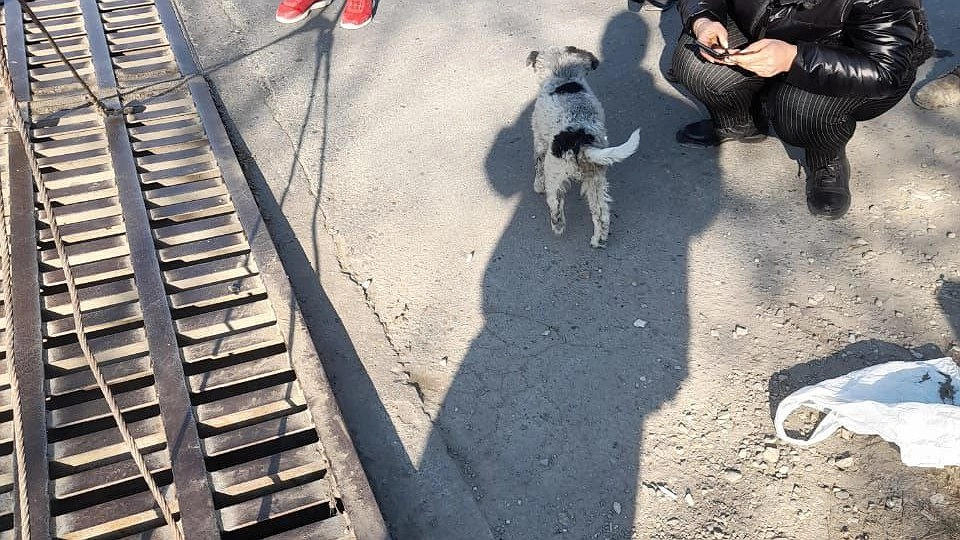 Главная картинка новости: Под Новороссийском удалось вытащить собаку из ливневки