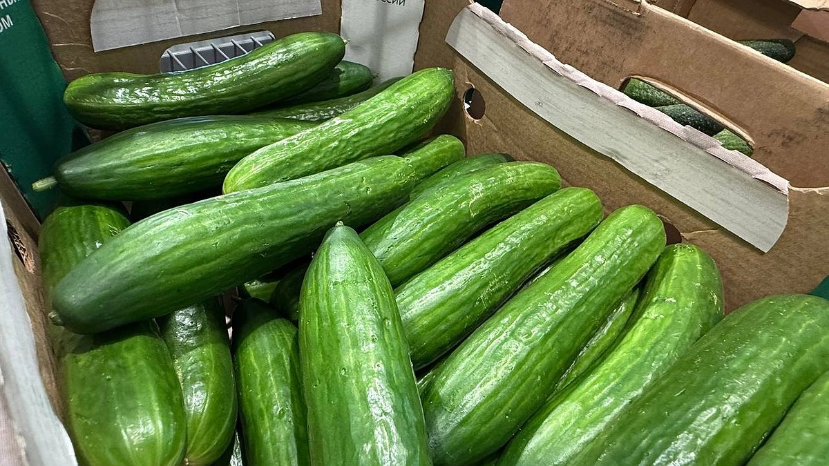 Главная картинка новости: 15 гр. на 10 л. воды - и огурцы плодоносят на осени: серьезная подкормка в августе