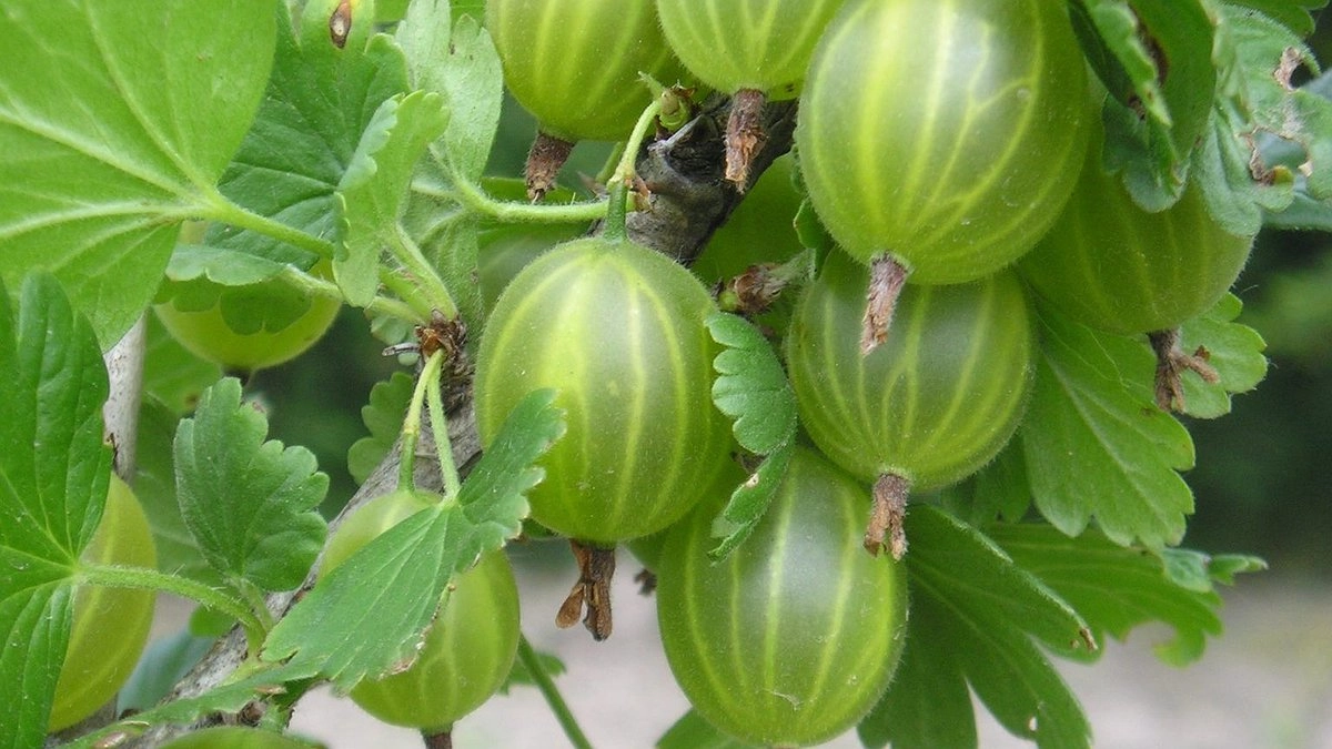 Главная картинка новости: Крыжовник дуреет с этой прикормки: топ советов для выращивания ягод слаще меда