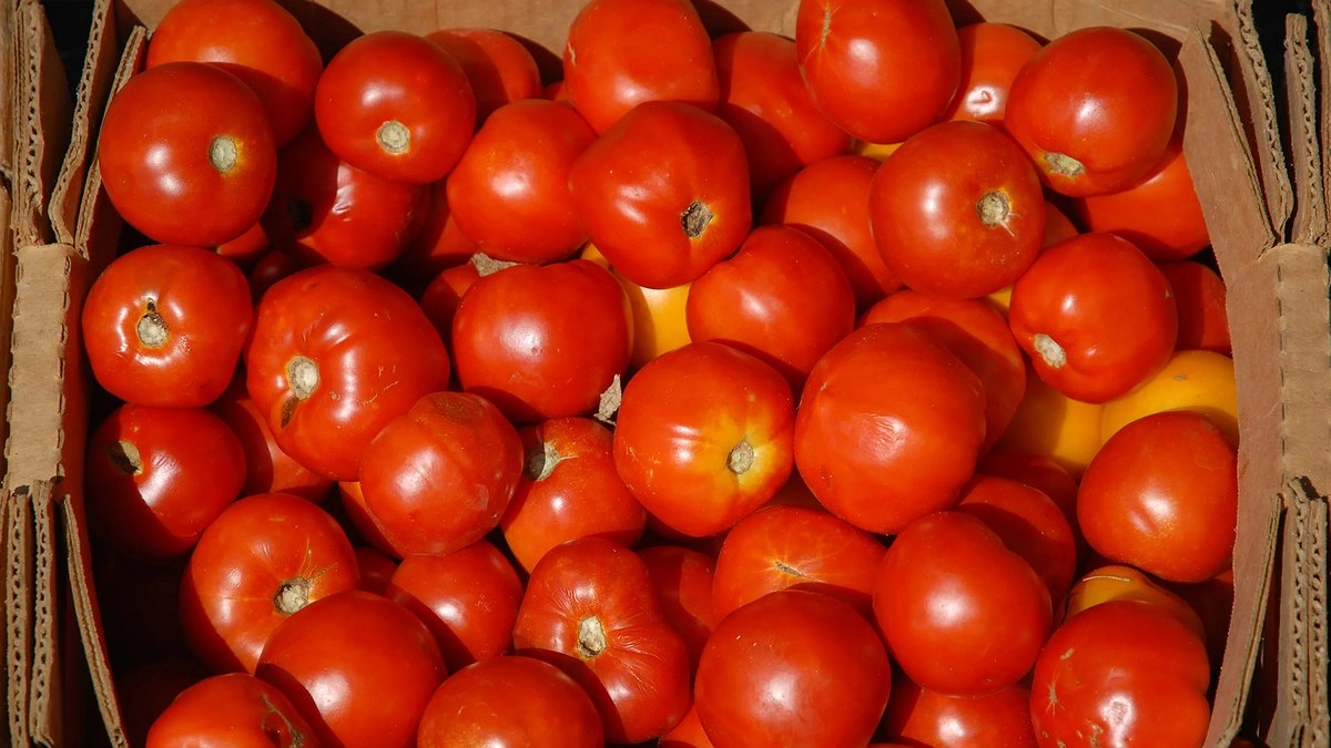 Главная картинка новости: Турецкие помидоры с сюрпризом: в Новороссийске обнаружили опасного вредителя