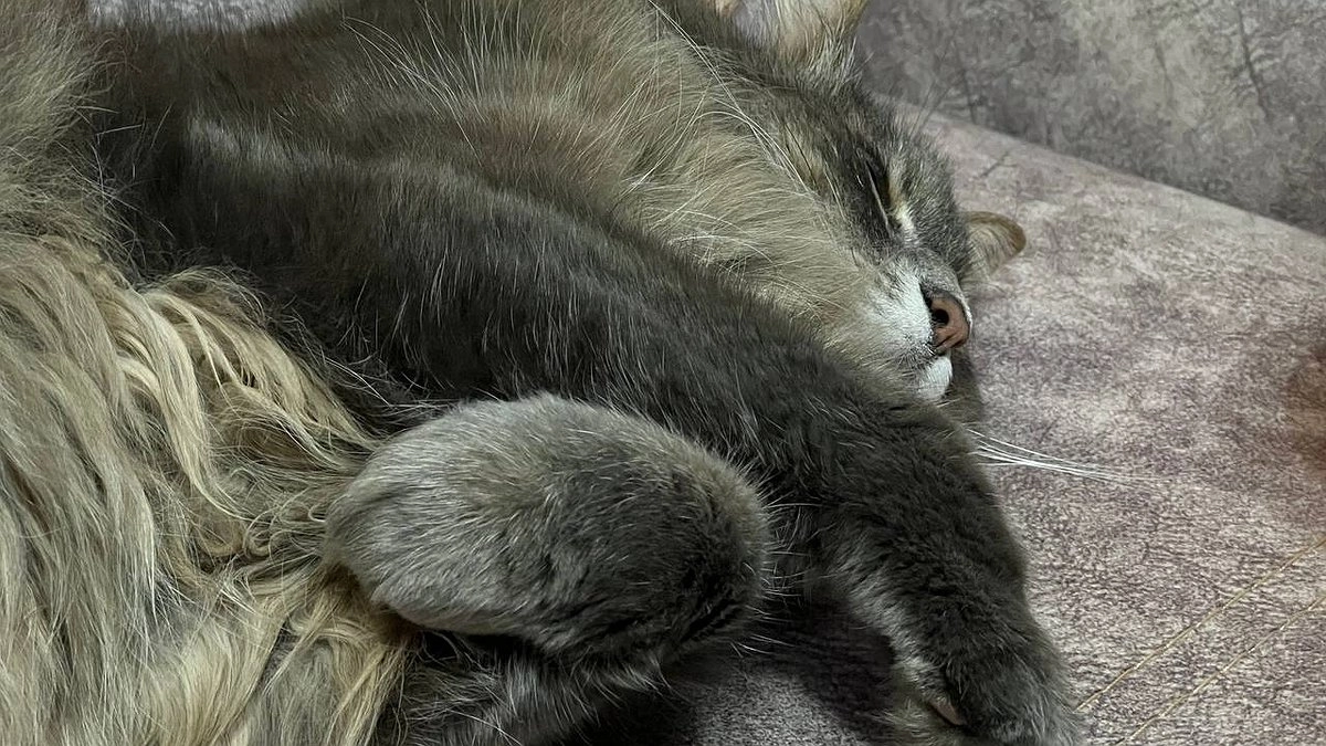 Сколько лет максимально могут прожить кошки при хорошем домашнем уходе: долгожители уверенно переходят рубеж в 30 лет