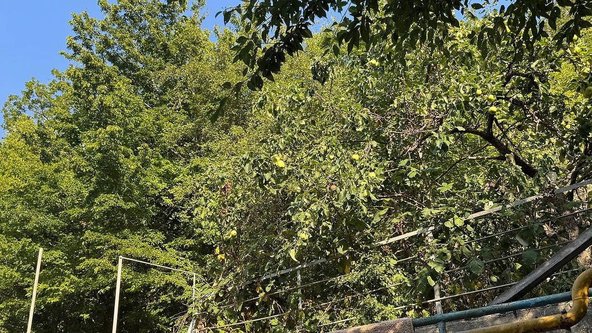 Суд постановил снести незаконные деревянные постройки в заказнике «Большой Утриш»