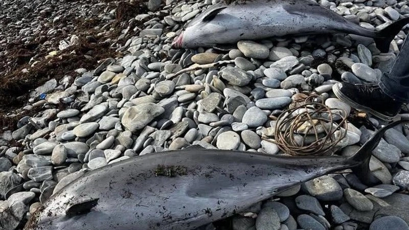 Разногласия между властями и учеными по поводу масштабов экологической катастрофы в Керченском проливе