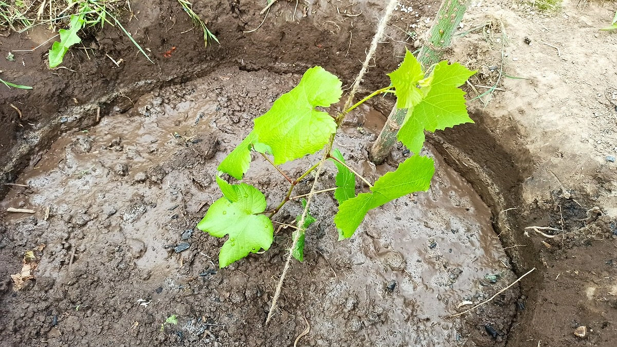 Посадка винограда осенью: как добиться 100% приживаемости и получить первый урожай уже через 2 года