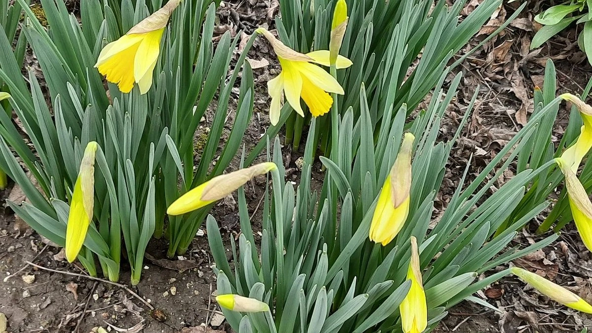 Главная картинка новости: На пороге весны: в Новороссийске распустились первоцветы