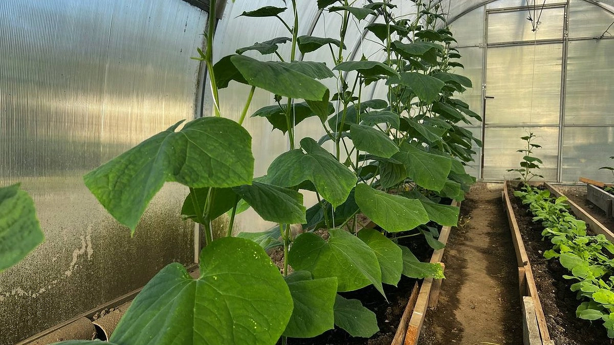 Делаем грядки только так — собираем в 3 раза больше урожая: маленький участок — не беда