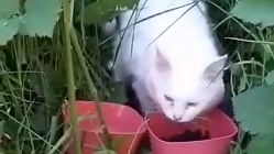 Жительница Новороссийска просит помочь кошке, которая недавно родила котят в роще