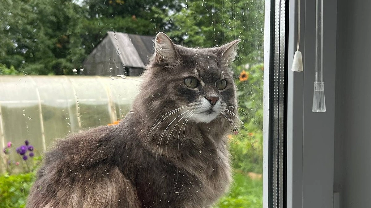 Бывшая дворовая, а теперь домашняя: что кошка помнит о прошлом и можно ли это исправить