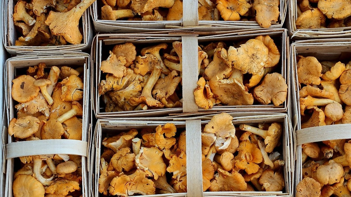 Эксперты назвали самый полезный гриб: не шампиньоны, не вешенки и в 2 раза полезнее лисичек