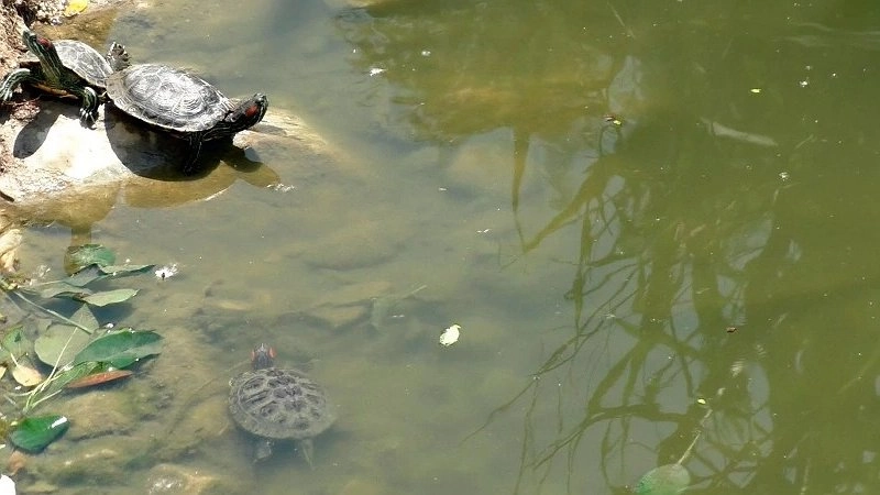 Реконструкция «Южных прудов» в Новороссийске не навредит пресноводным