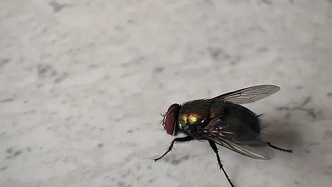 Главная картинка новости: Дешево и безопасно: как избавиться от мух с помощью воды и пакета