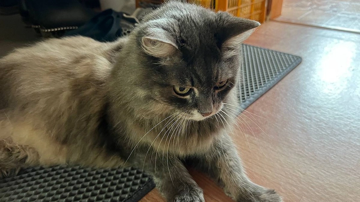 Вонь от кошачьей мочи исчезает за 7 минут: мне показала способ горничная из отеля