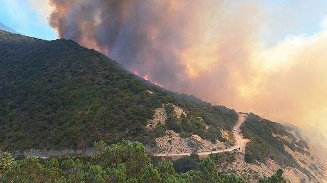 Главная картинка новости: Новороссийские экологи поделились мнением о последствиях пожара в Дюрсо