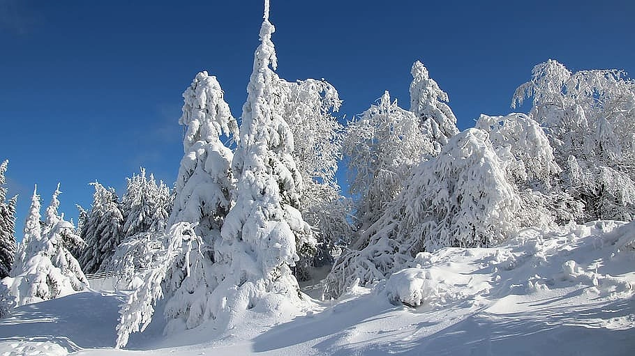 Непредсказуемая зима: что ожидать от февраля 2025 года